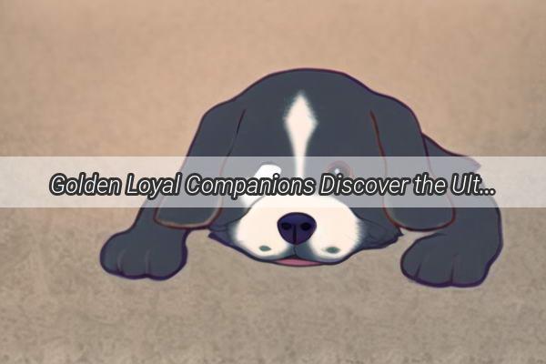 Golden Loyal Companions Discover the Ultimate Guide to Buying a Golden Retriever Puppy